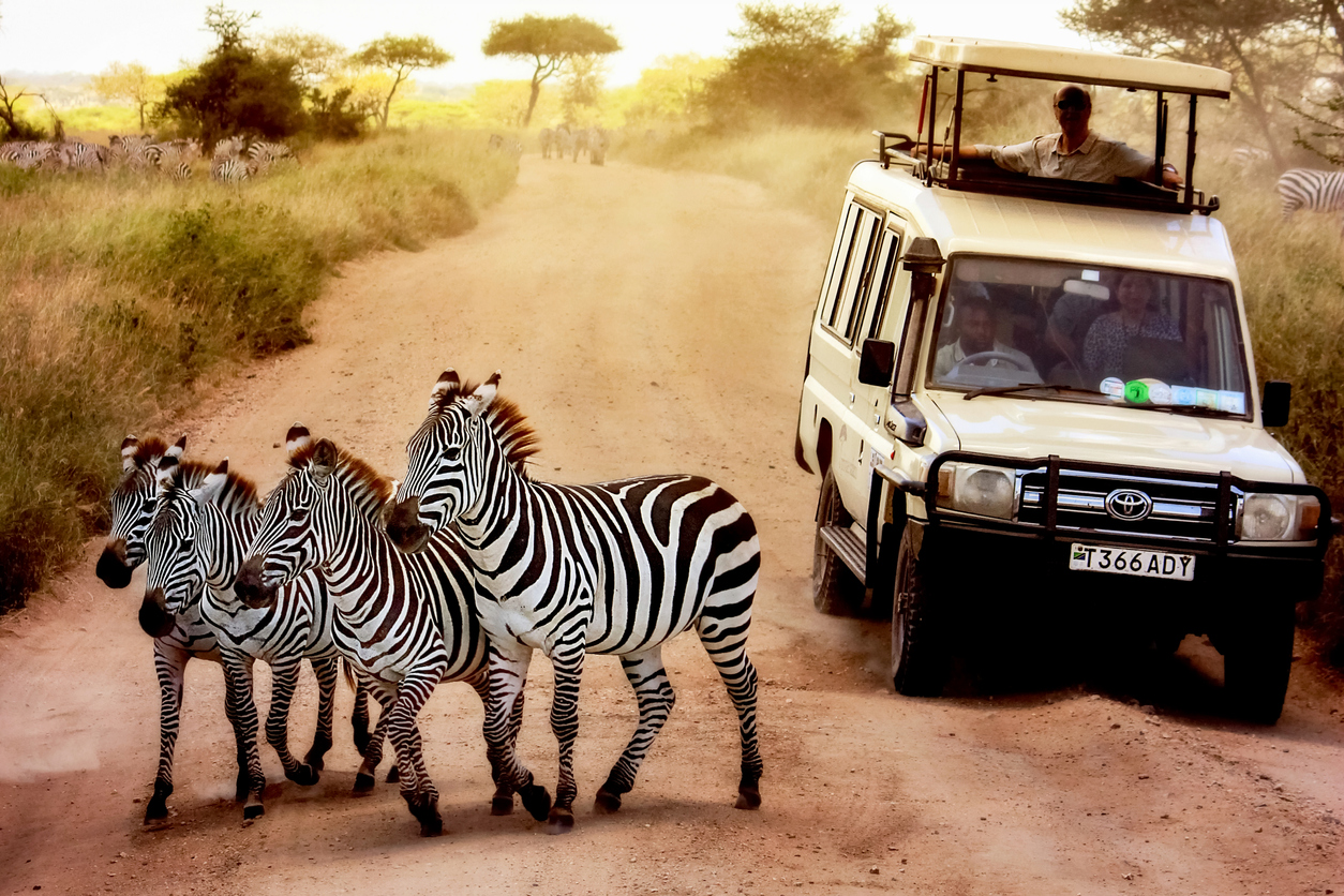 wildlife oasis tours tanzania