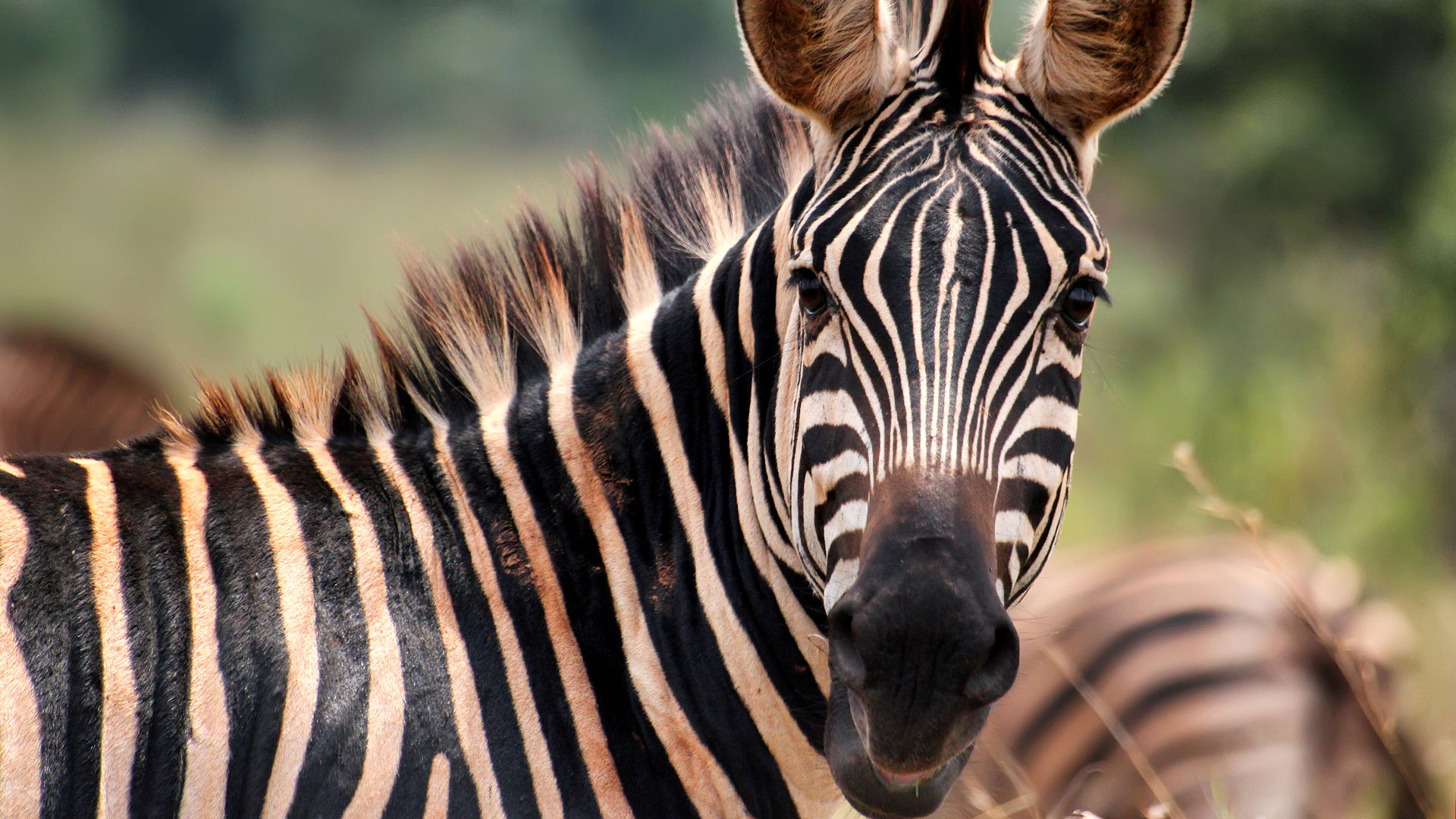 nws-st-rwanda-zebra-close-up