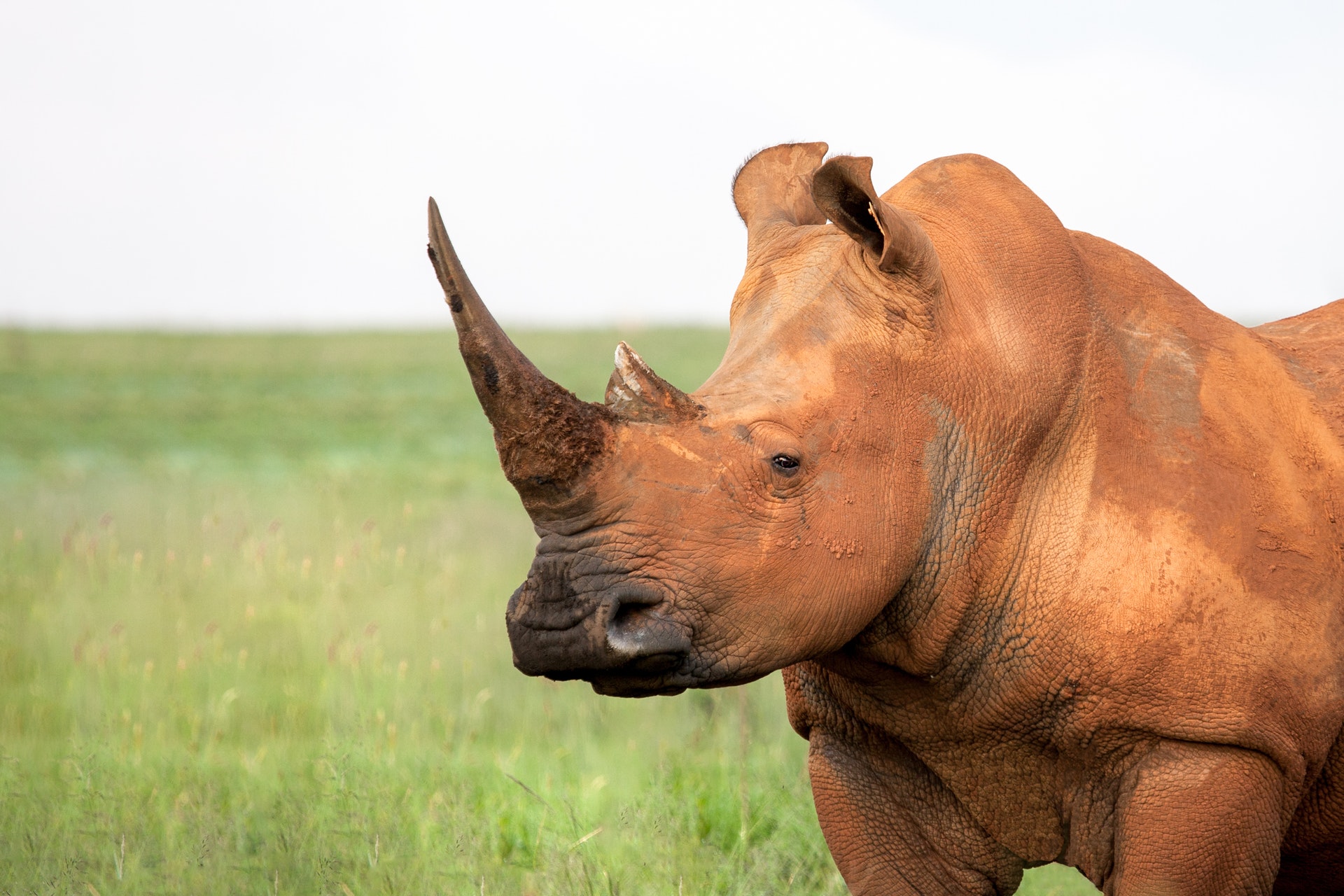 brown-rhinoceros-1524627