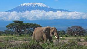 Kilimanjaro 2