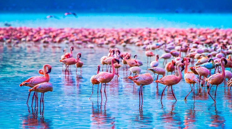 Wild birds in a natural wetland habitat