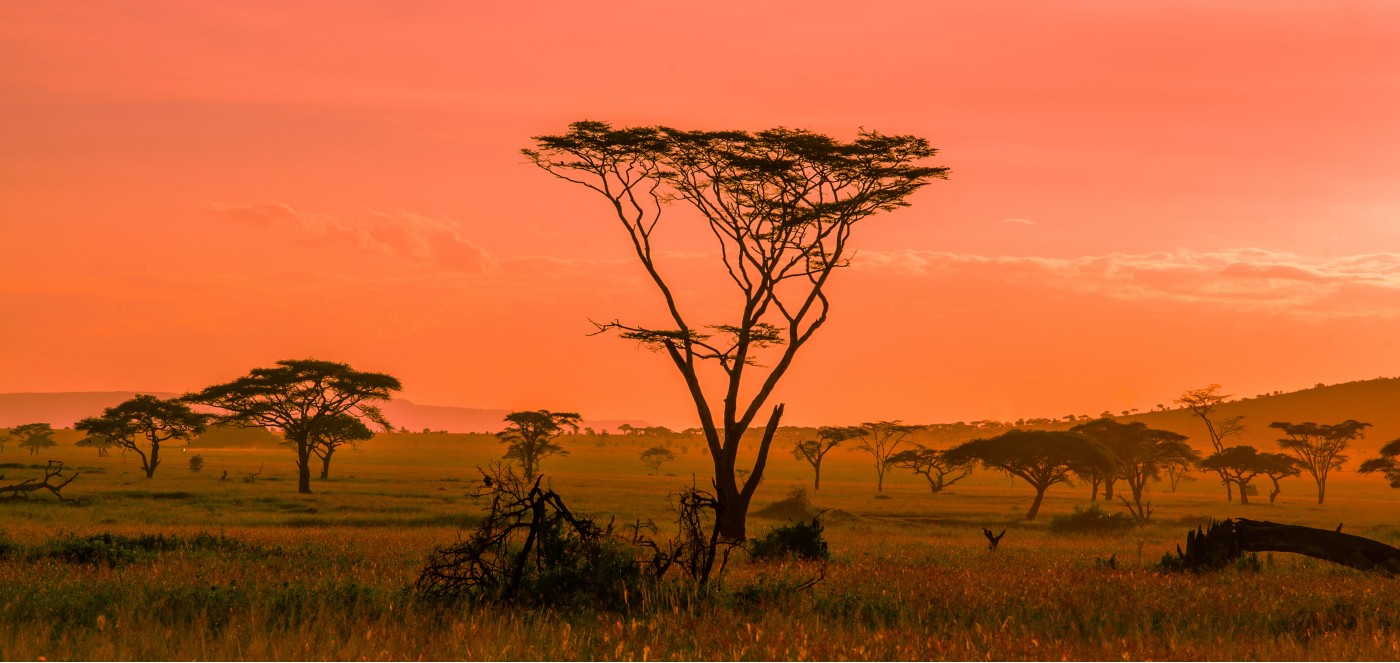 https://wildlifeoasistours.com/wp-content/uploads/2024/10/African-sunset-in-the-Serengeti-National-Park-Tanzania-1400.jpg