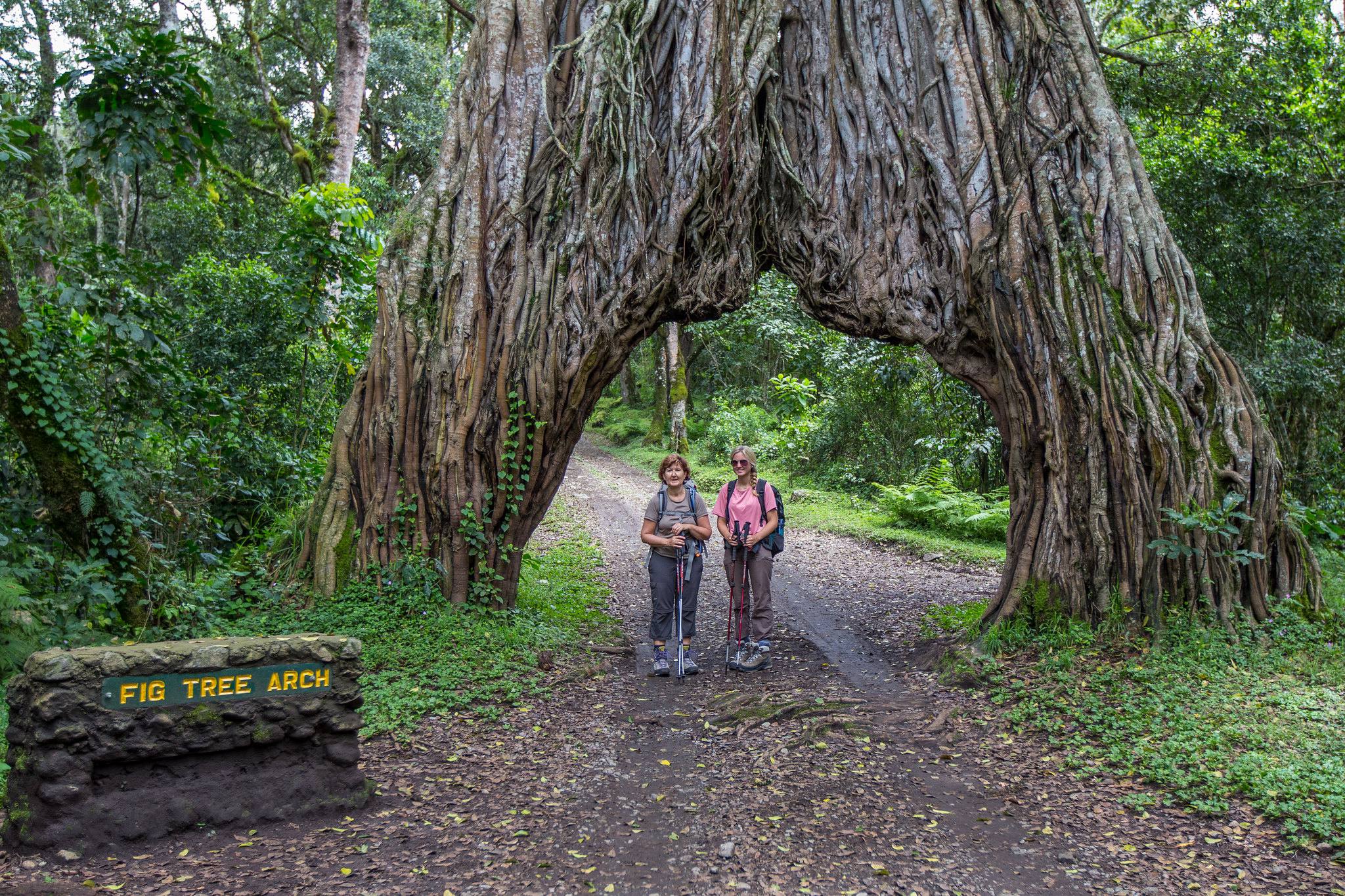 Tourist admiring wildlife and scenic views in Arusha National Park, with lush green landscape, acacia trees, and Mount Meru visible in the background.