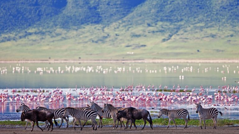 Wildebeest and zebras grazing near the shores of Lake Manyara, with a variety of birds flying and wading in the water.