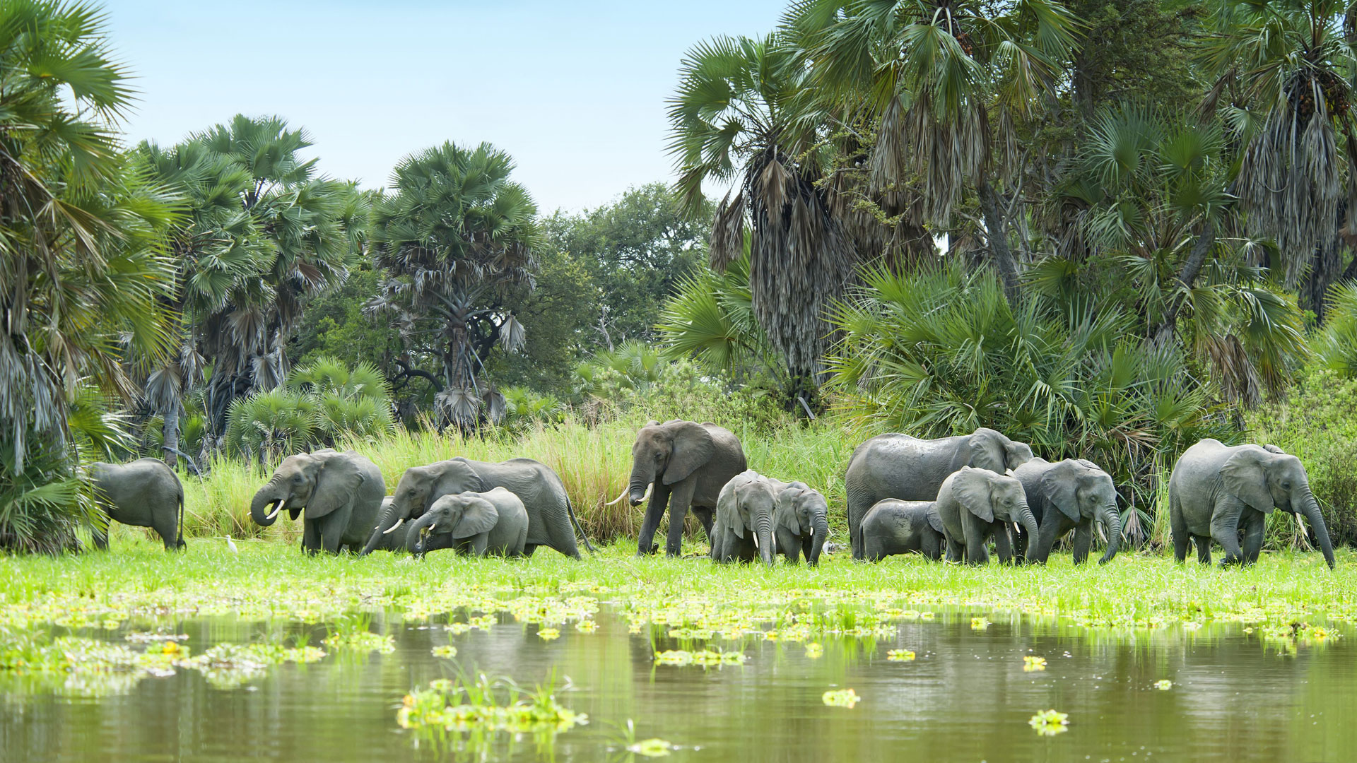 Herd of elephants walking through the grassy plains of Selous Game Reserve, with a backdrop of trees and a wide, open landscape.