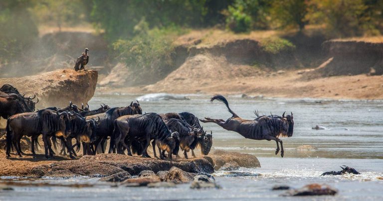 A herd of wildebeest crossing a river during the Great Migration in the Serengeti, creating splashes as they navigate the water.