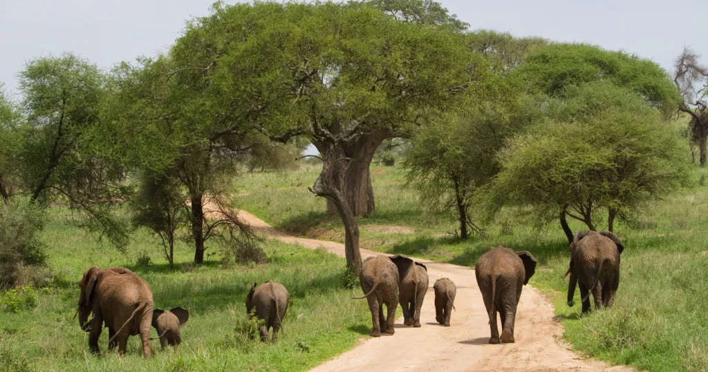 Elephants foraging among the baobab trees in Tarangire National Park, showcasing the park's iconic landscape.